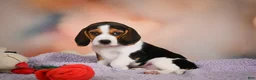 Beagle dogs for sale: OAKLY - Ad 11