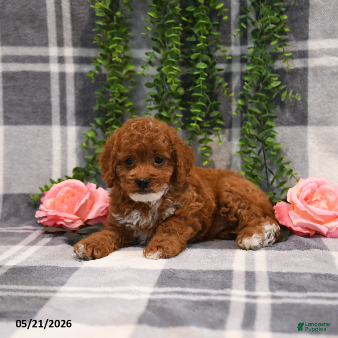 Cockapoo dogs for sale: Kirsten - Ad 2