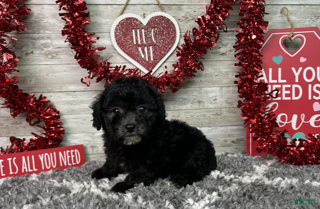 Miniature Poodle dogs for sale: Lambo - Ad 7
