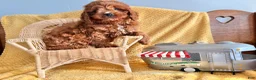 Cockapoo dogs for sale: Pumpkin  - Ad 1