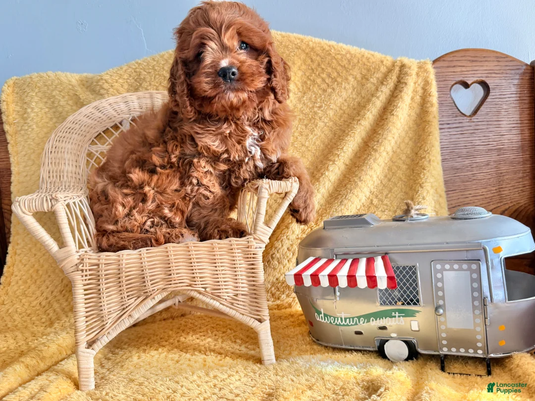 Cockapoo dogs for sale: Pumpkin  - Ad 1