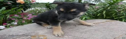 German Shepherd dogs for sale: German Shepherd 9 Carolina - Ad 2