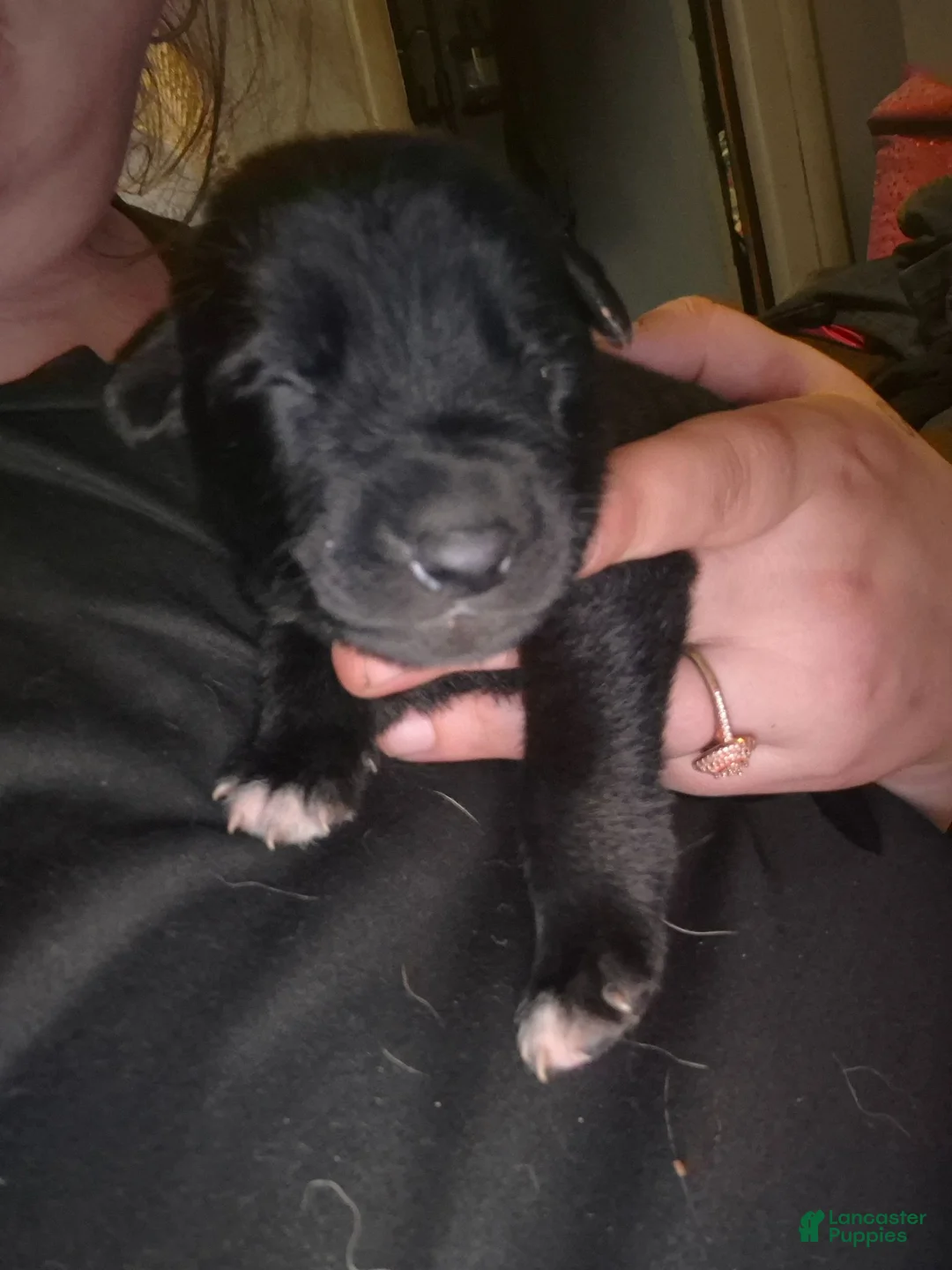 Mixed Breed dogs for sale: Mixed Breed 3 - Ad 9