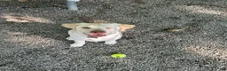 Labrador Retriever dogs for sale: Bear - Ad 2