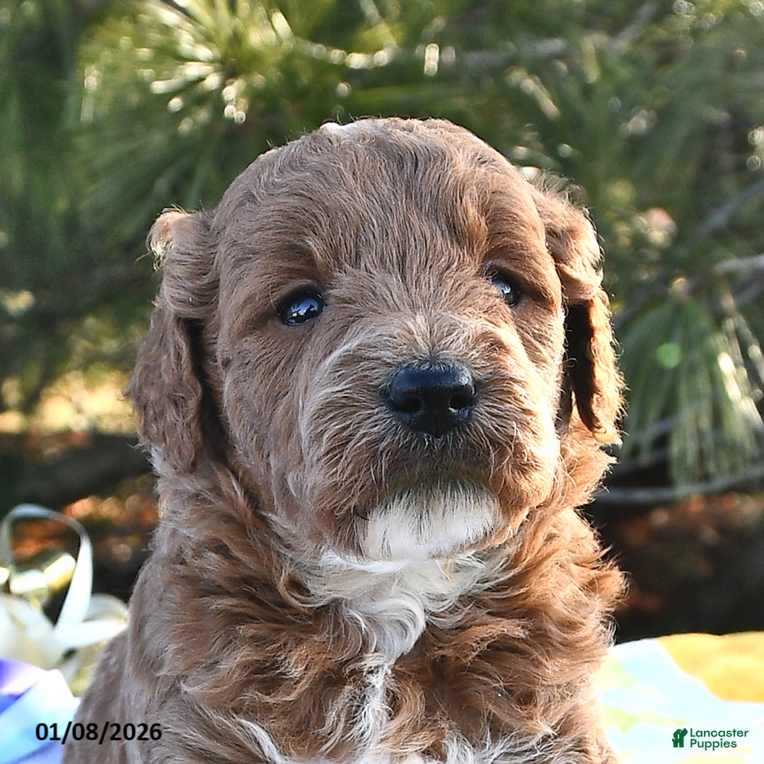 Mini Goldendoodle dogs for sale: Oprah - Ad 5