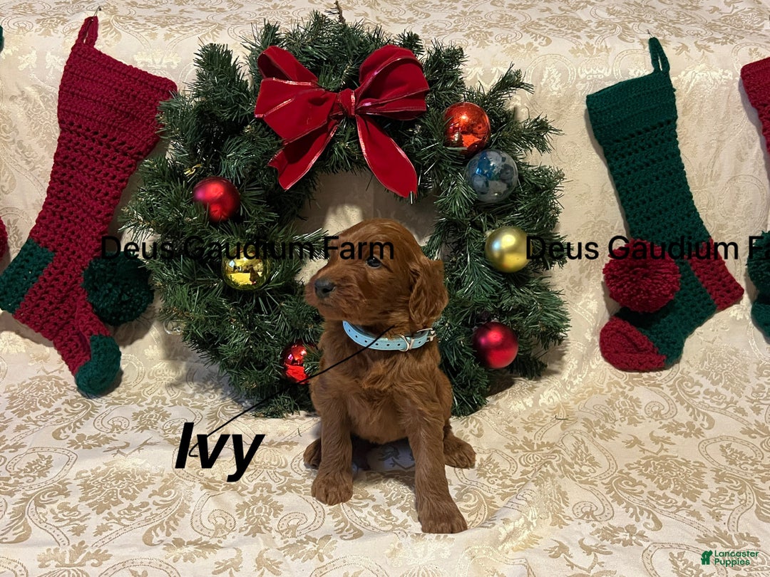 Irish Doodle dogs for sale: Ivy - Ad 4