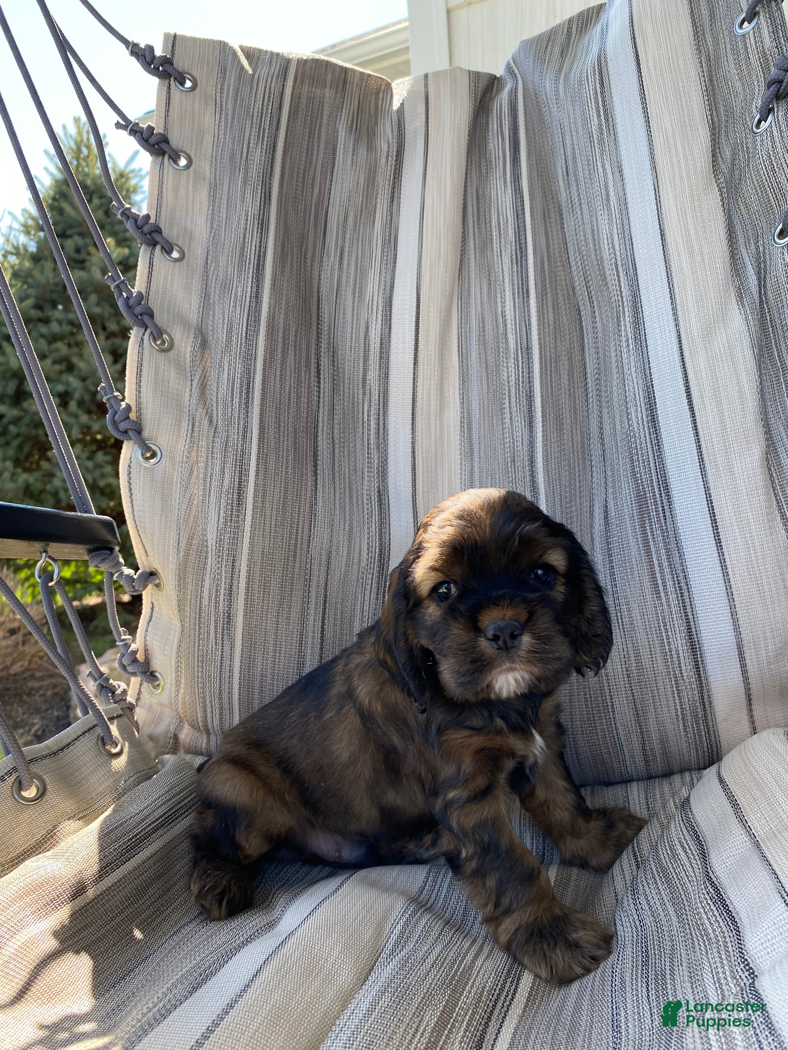 Cocker Spaniel dogs Gabriel - Ad 1