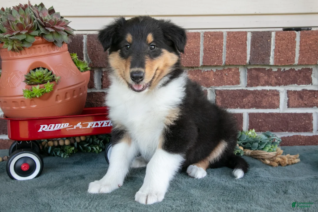 Collie dogs for sale: George - Ad 1