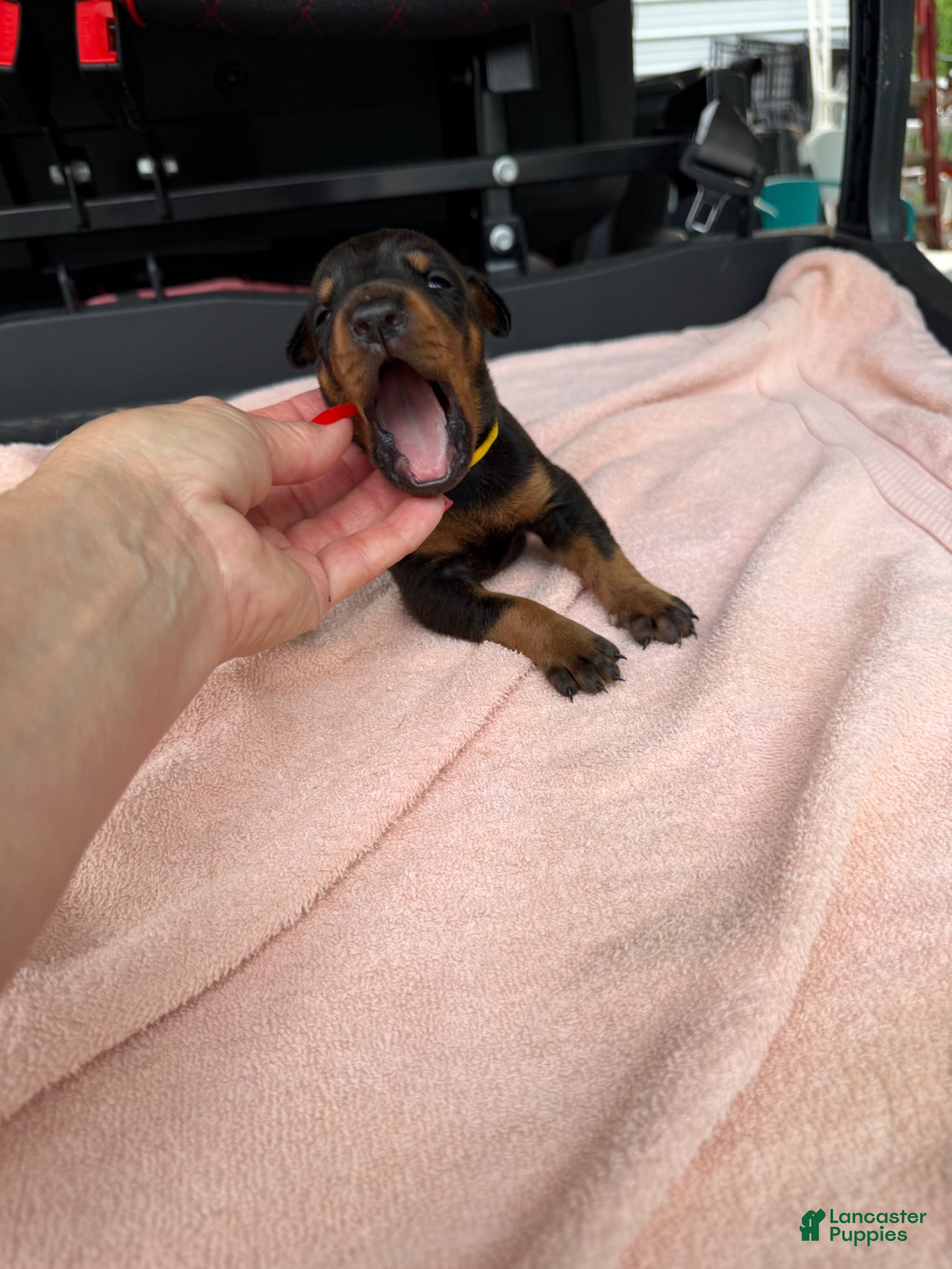 Doberman Pinscher dogs Doberman Pinscher Puppy 10 - Ad 34