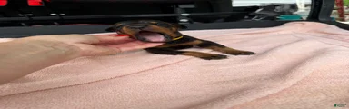 Doberman Pinscher Puppy 10