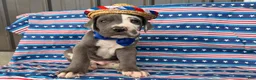 Great Dane dogs for sale: Pringles Great Dane  - Ad 6