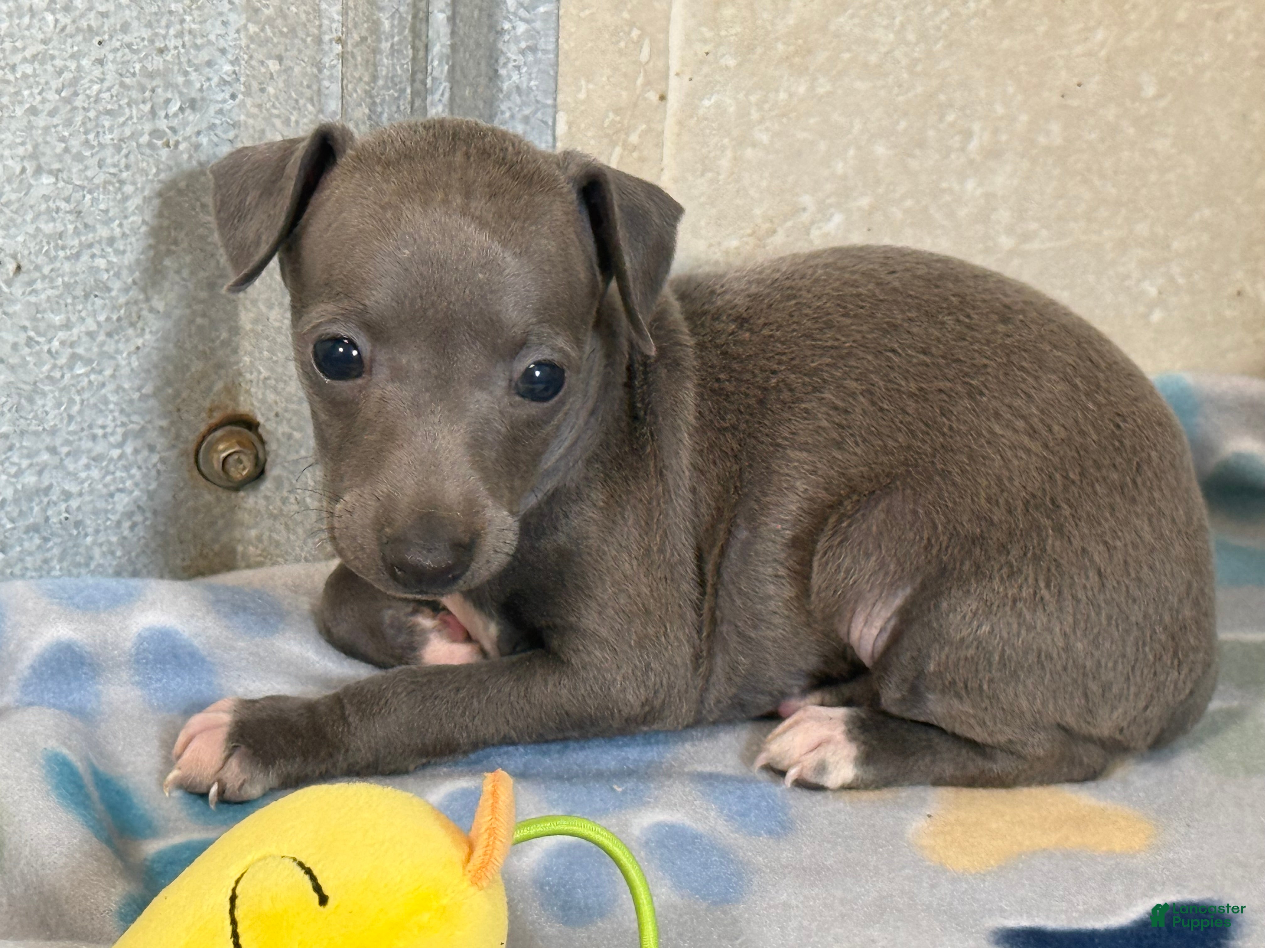 Italian Greyhound dogs Tigerlily - Ad 1