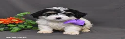 Cavapoo dogs for sale: Dasher - Ad 3