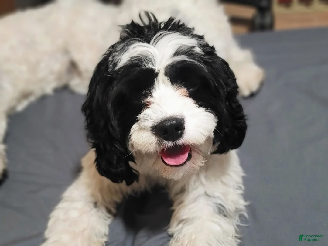 Cavapoo dogs for sale: Cavapoo 1 - Ad 10