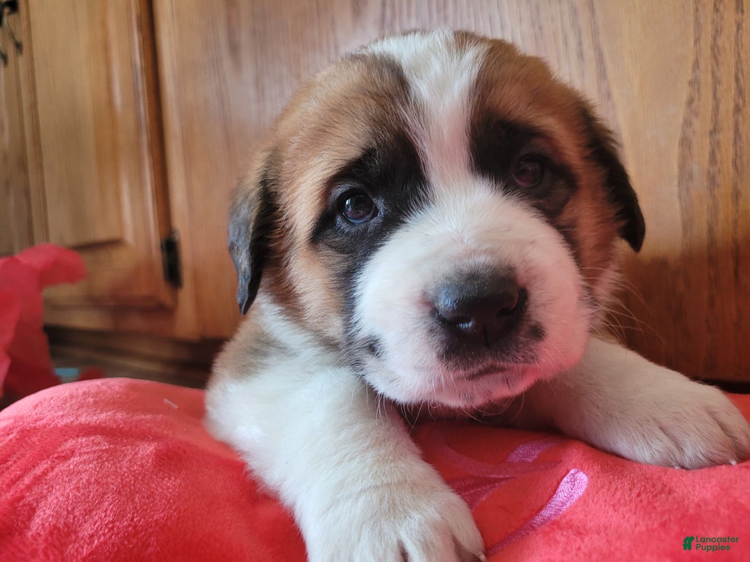 Saint Bernard dogs for sale: Bella - Ad 5