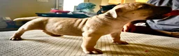 American Bully dogs for sale: American Bully Puppy 7 - Ad 16