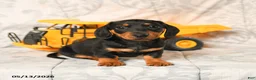 Miniature Dachshund dogs for sale: Larry - Ad 3