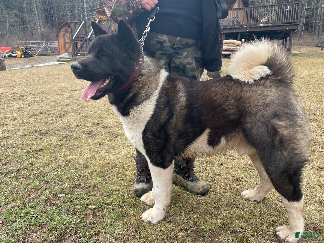 Akita dogs for sale: King - Ad 8