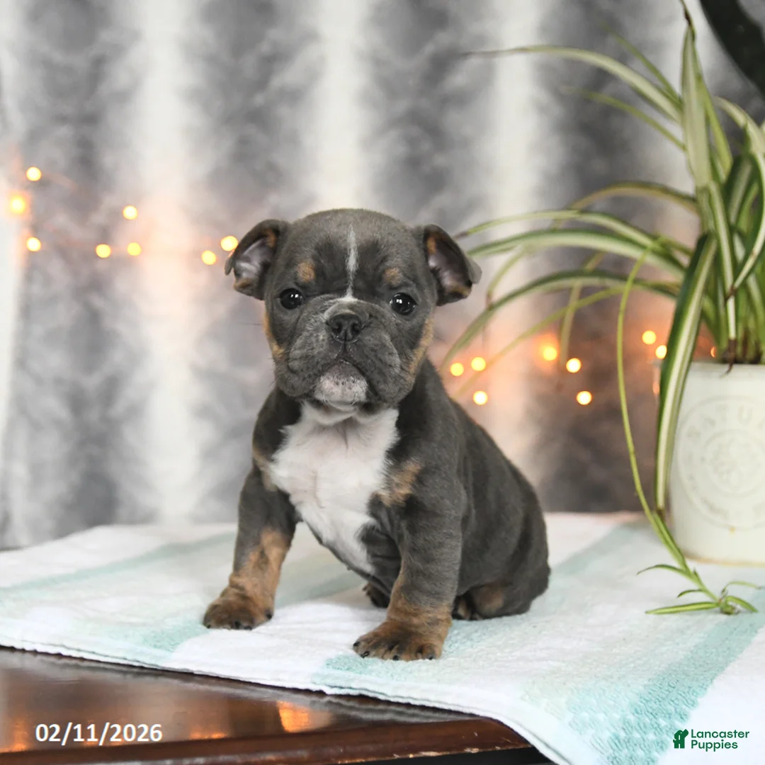 English Bulldog dogs for sale: Buddy - Ad 2