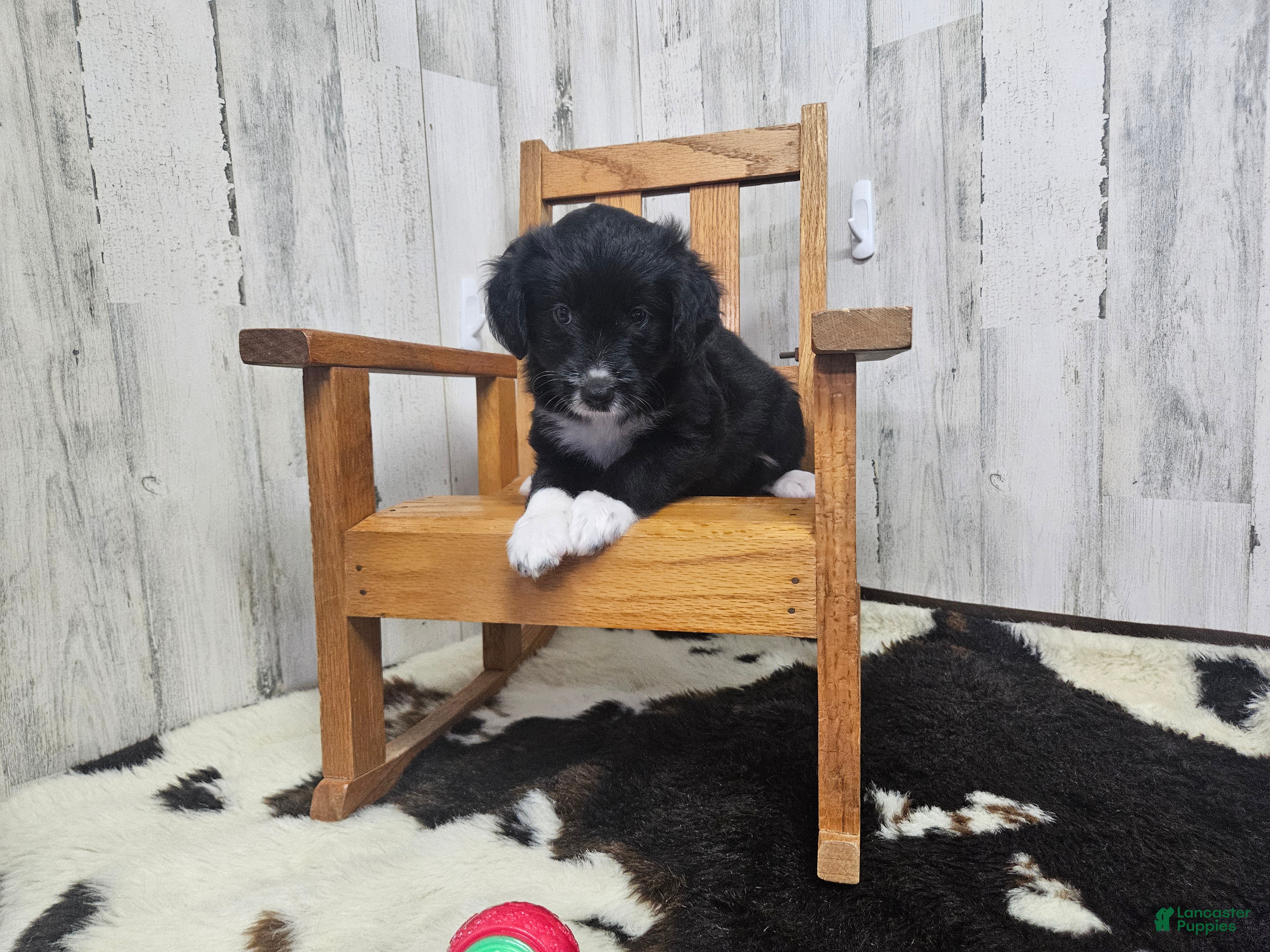 Mini Aussiedoodle dogs F1 Kiwi - Ad 7