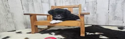 Mini Aussiedoodle dogs for sale: F1 Kiwi - Ad 4