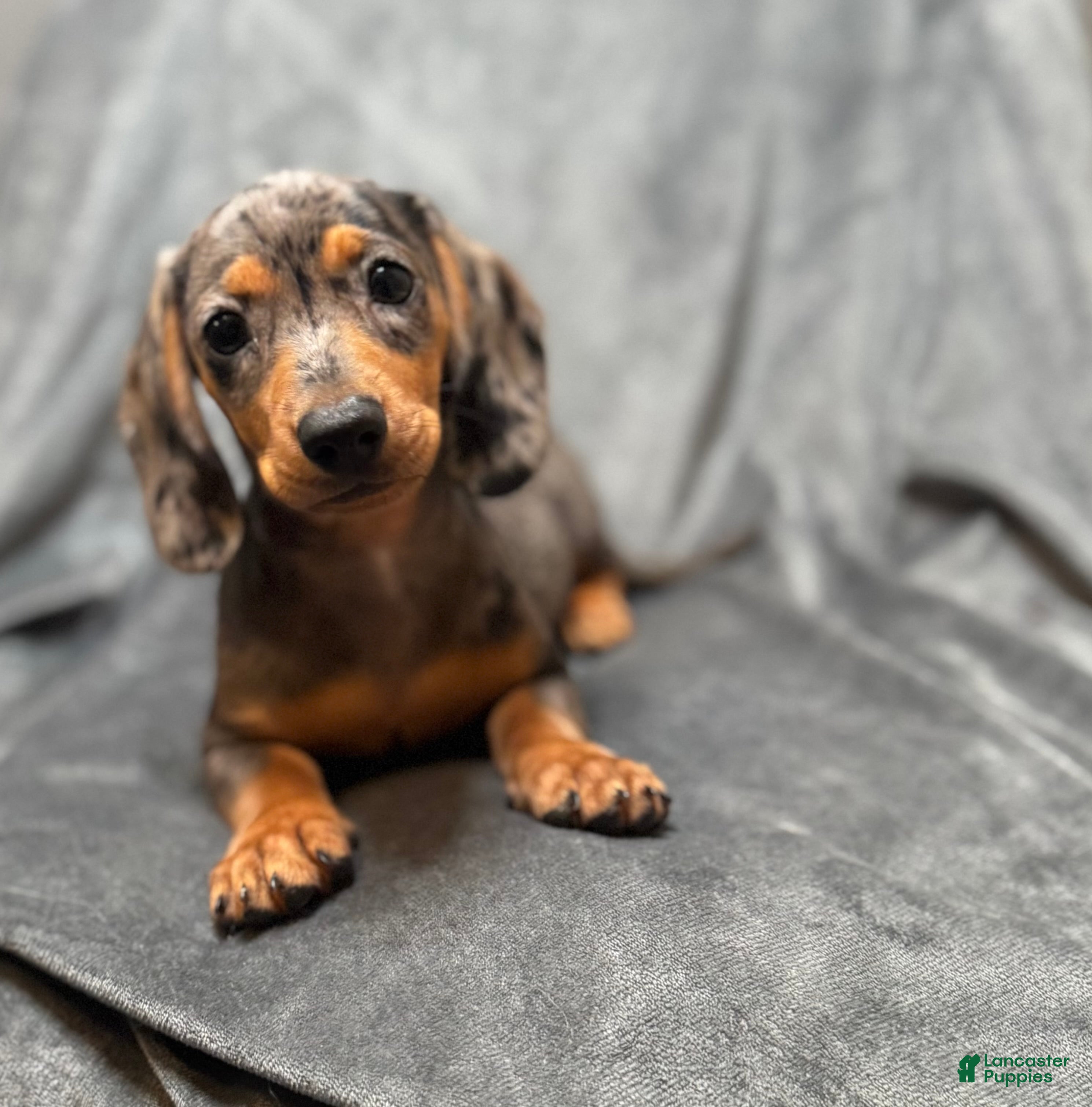Miniature Dachshund dogs Sadie - Ad 2
