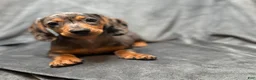 Miniature Dachshund dogs for sale: Sadie - Ad 2