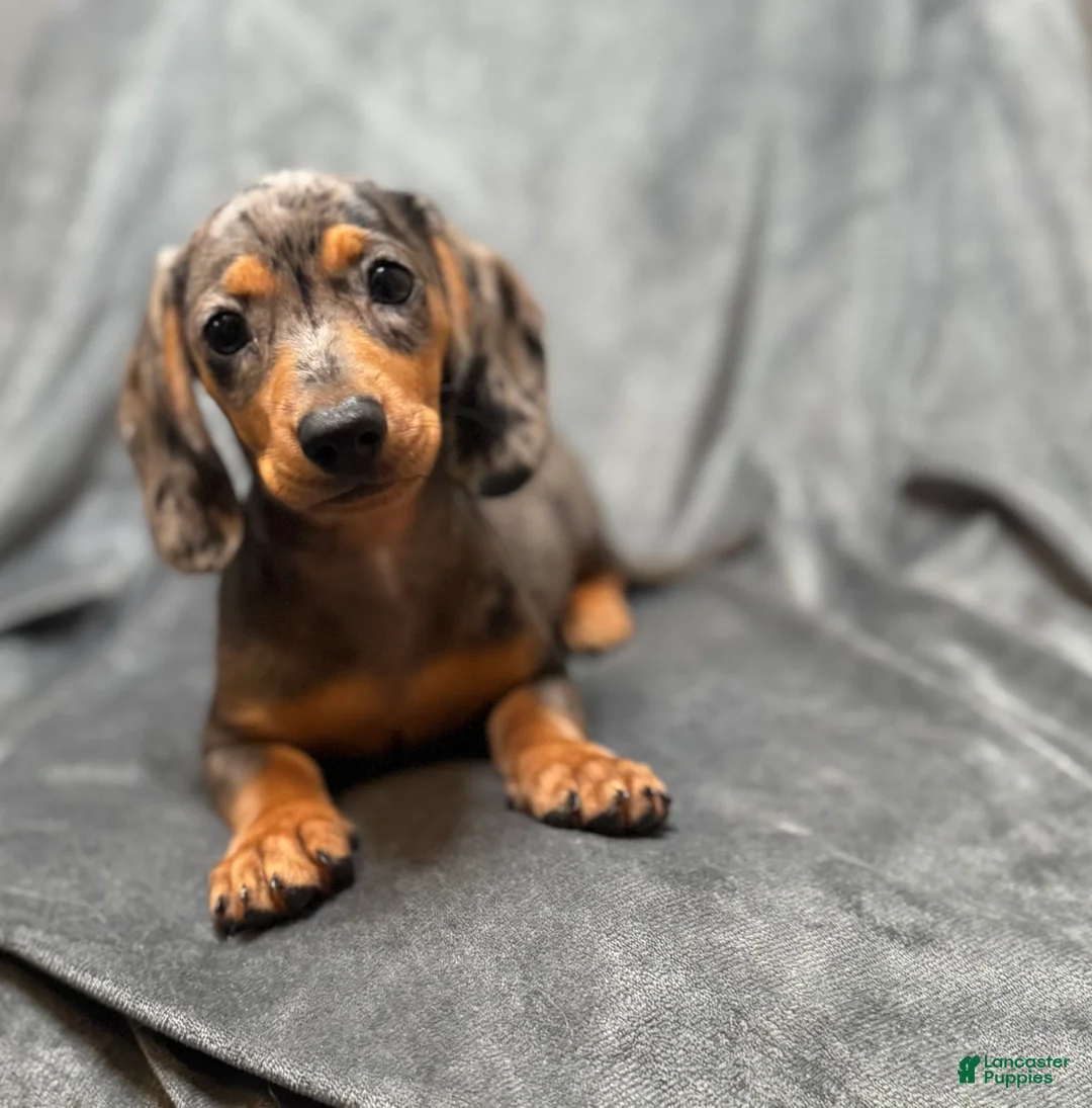 Miniature Dachshund dogs for sale: Sadie - Ad 2