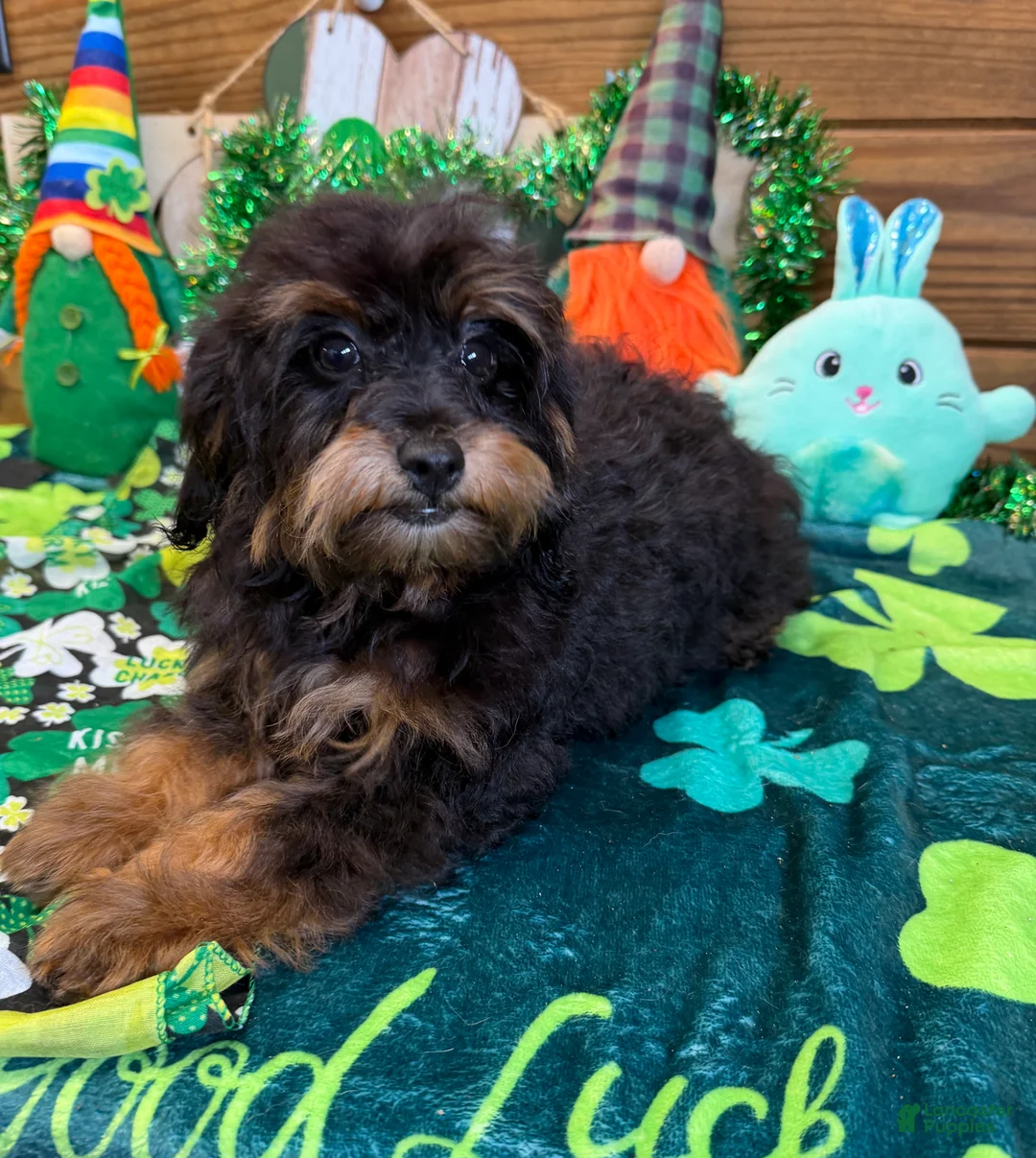 Cockapoo dogs for sale: Betsy - Ad 3