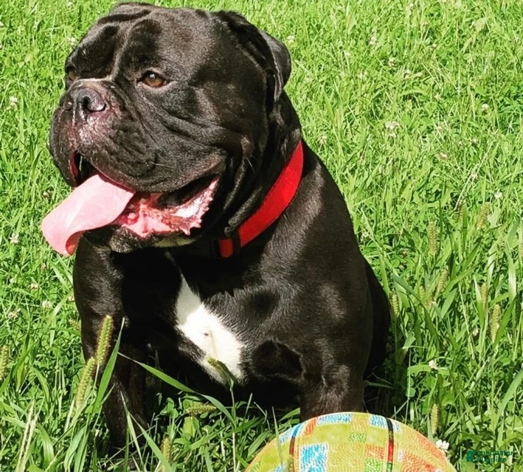 English Bulldog dogs for sale: Peanut - Ad 5