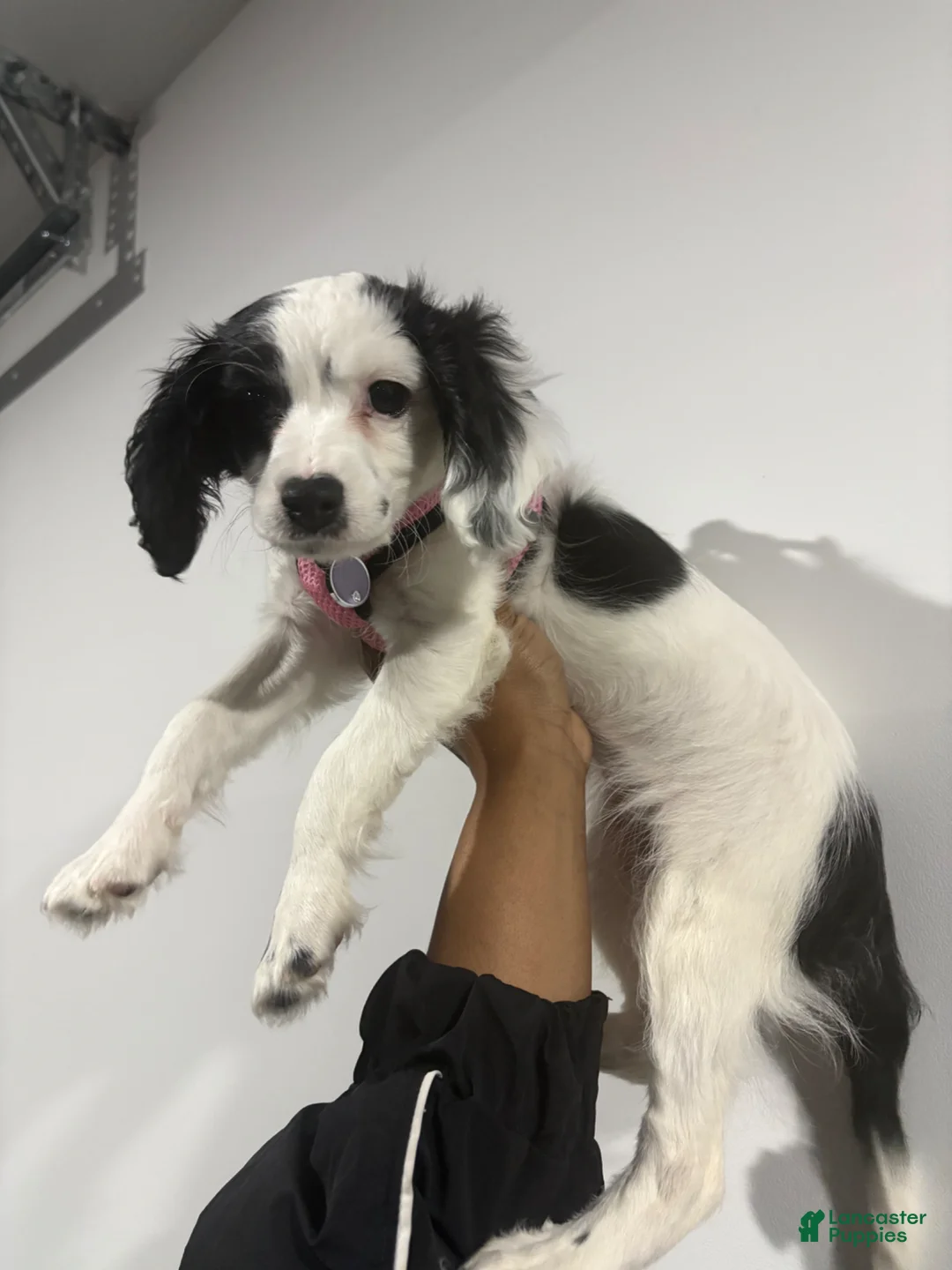 Cavapoo dogs for sale: Daisy❤️🐾 - Ad 2