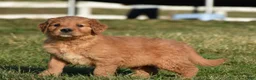 Golden Retriever dogs for sale: Rollie         Genetic/OFA - Ad 4
