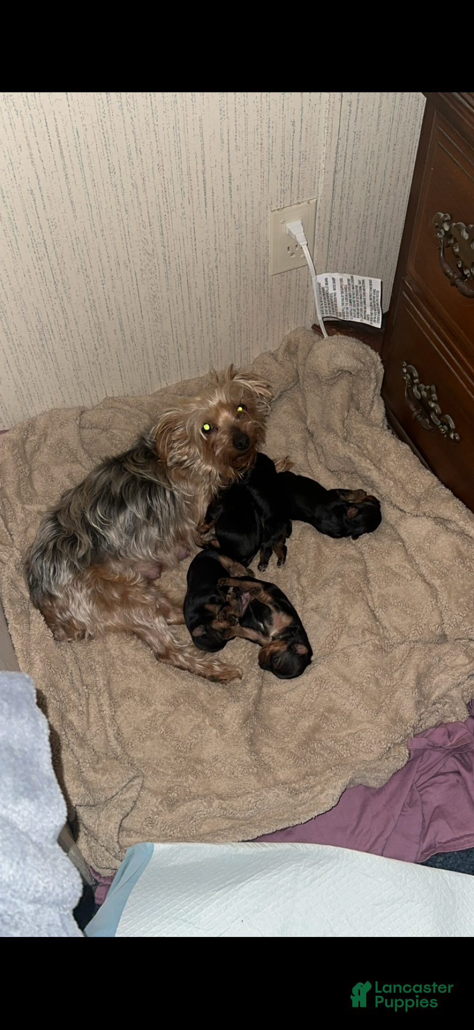 Yorkshire Terrier dogs for sale: Yorkshire Terrier Puppy 2 - Ad 2