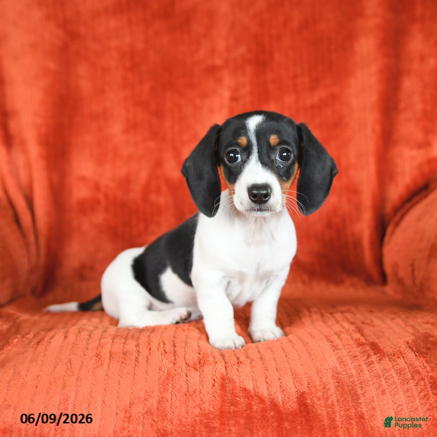 Miniature Dachshund dogs for sale: Ashley - Ad 1