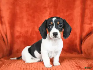 Miniature Dachshund dogs for sale: Ashley - Ad 1