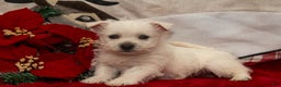 West Highland Terrier dogs for sale: Blitzen - Ad 3