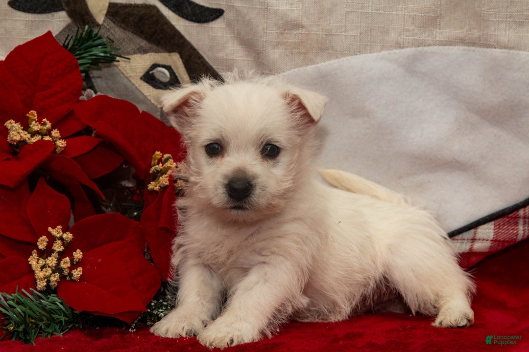 West Highland Terrier dogs for sale: Blitzen - Ad 3