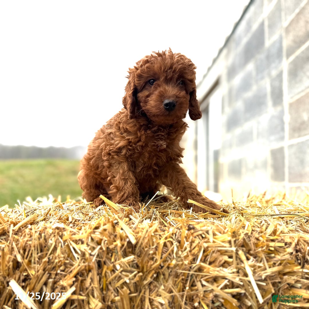 Irish Doodle dogs for sale: Frosty - Ad 2