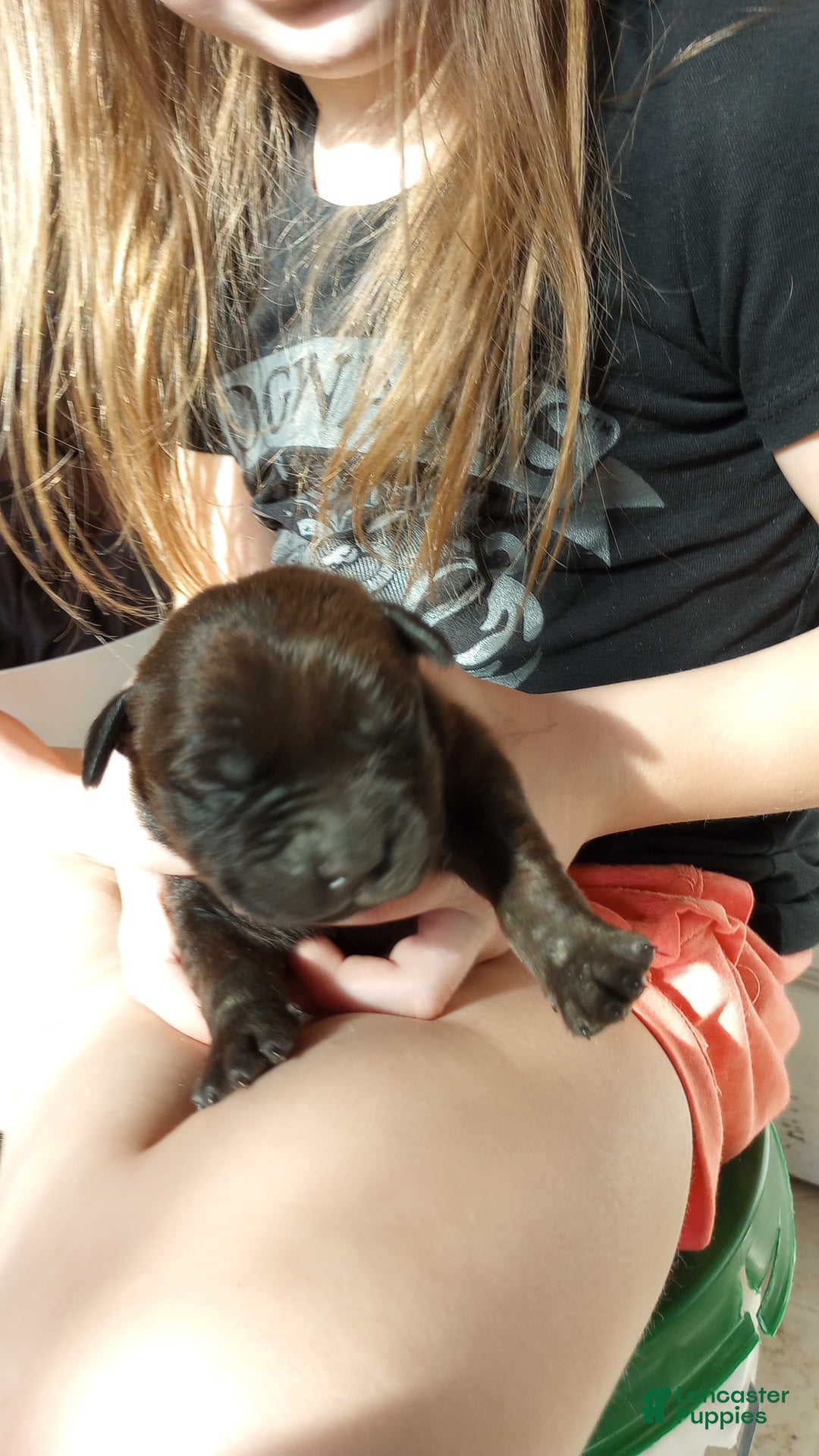 American Bully dogs Kennedy Blades - Ad 29