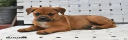 Mixed Breed dogs for sale: Bingo - Ad 5