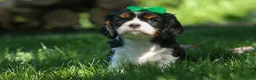 Cavalier King Charles Spaniel dogs for sale: Maxwell 🐾🐶 - Ad 6