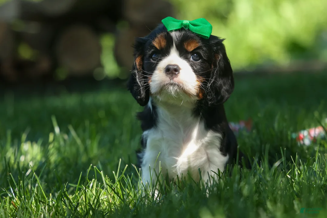 Cavalier King Charles Spaniel dogs for sale: Maxwell 🐾🐶 - Ad 1