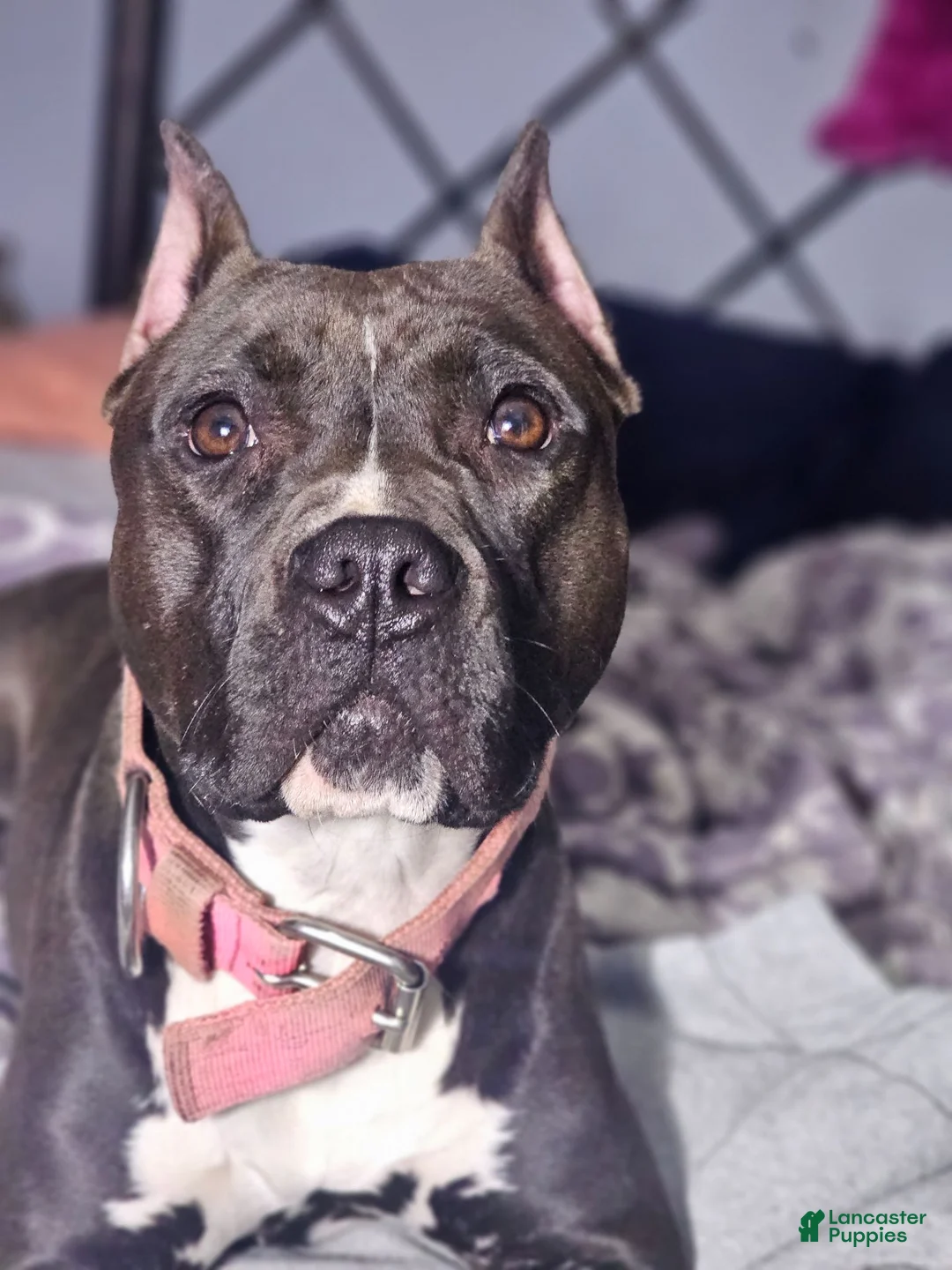 American Pit Bull Terrier dogs for sale: American Pit Bull Terrier - Ad 2