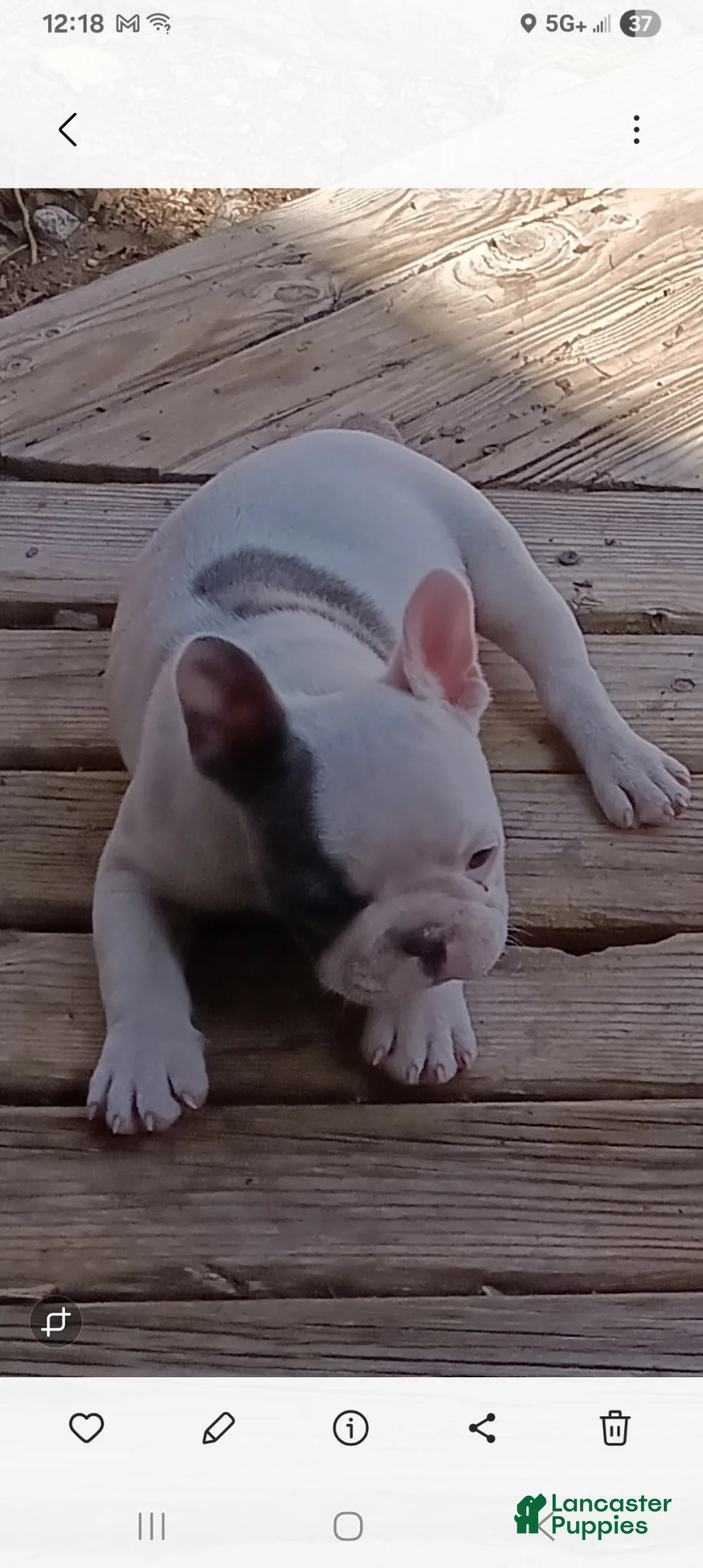 English Bulldog dogs for sale: English Bulldog Puppy 2 - Ad 1