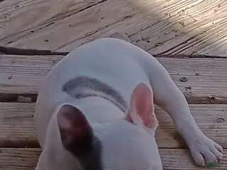 English Bulldog dogs English Bulldog Puppy 2 - Ad 21