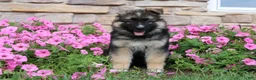 German Shepherd dogs for sale: Hunter - Ad 3