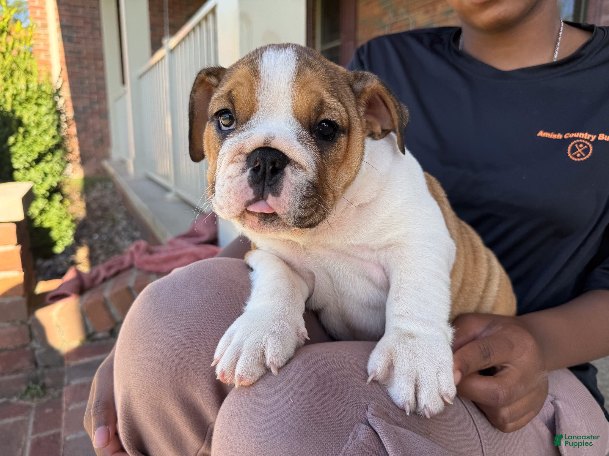 English Bulldog dogs Cookie - Ad 1