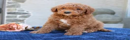 Goldendoodle dogs for sale: Denver  - Ad 3