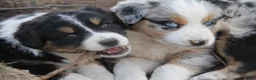 Australian Shepherd dogs for sale: Red merle male with one blue eye - Ad 21