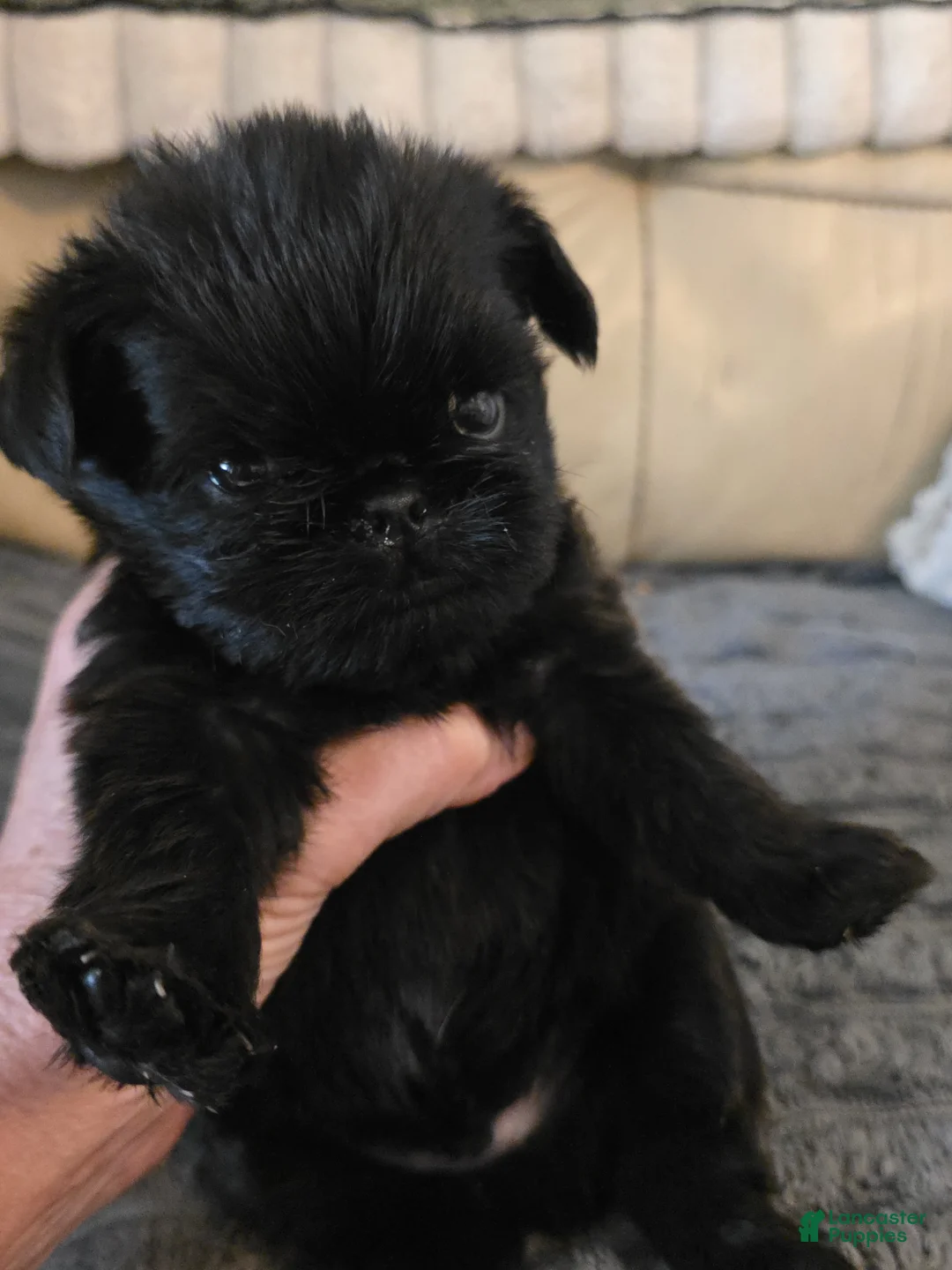 Brussels Griffon dogs for sale: Brussels Griffon Puppy 1 - Ad 1